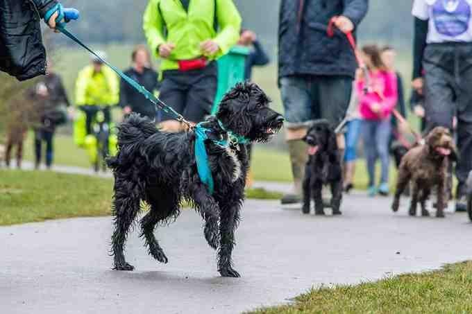 Dogs of all variety walking with their owners in a park wearing Cancer Research UK tops. Dogs walking with people to raise money for Cancer Research UK.