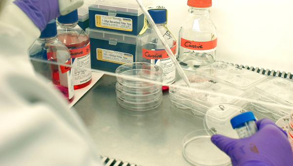 Scientist with a culture plate sample
