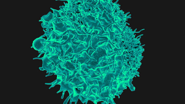 T-cell T-cell