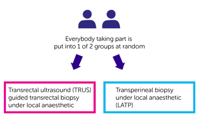 TRANSLATE Study Diagram