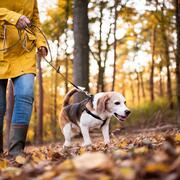 person walking dog in the woods.