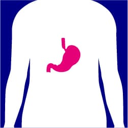 Medical icon of the stomach.